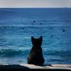 _cat_lover_forever._