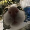 catsavfoqu3
