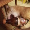 rootbeer.drinker09