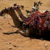 basmala.ahmed5354