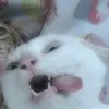 3vang3l1ne_