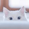 Favorite pets