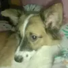 rilqzda