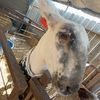 carson_shows_lambs