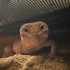 svcexotics_