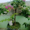 hoang.nam67444