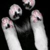 tfantasyofmdreams
