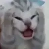 tiredcat25
