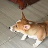 chiivyyx