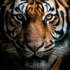 tigerdimon957