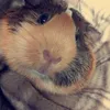 alana_guineapigs