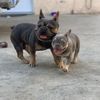 stitchthefrenchie34