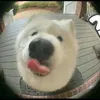 pomdbear