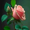 user3199975225814
