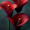 _shirin88