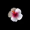 rahaf.mustafa4