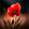 flor.choez.baque6