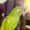 pickletheparrot2