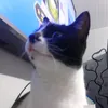 daniel.castro0868