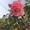 sonya.hamad