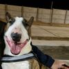 bull.terrier62