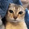 thanhvansocute