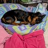 char_the_tiny_weene