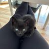 willeythecat