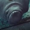 theseacow2.0