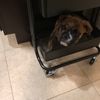 lincoln_darla_best