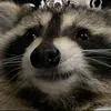 Matti🦝