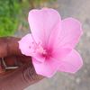 habibah891227