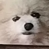 comnitelno