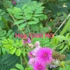hoa.trinh.n186