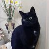 lady.cat311