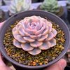 mrwillsthegardener