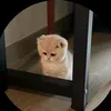 ncvynoon