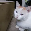mur0_ssssss