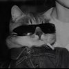 where_is_shina