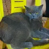 memekiutie