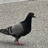 ilan.le.pigeon