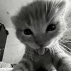 kat.pet012