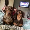 2weiners_davemolethecat