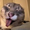 moandilovecats1