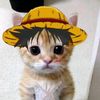 Miau miau •siguiendo