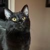 jax.the.cat6