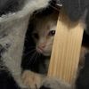 simbathelionkitten_