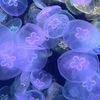 https.jellyfish.com