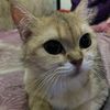 goldencat913