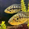 bigtimeaquatics